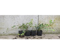Hedera hibernica plant 30-50