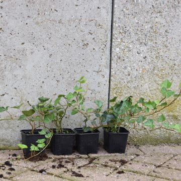 Hedera Hibernica 30-50