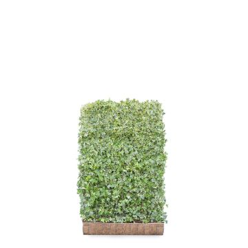 Hedera Helix Goldchild 120*180cm