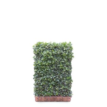 Hedera helix Green Ripple 