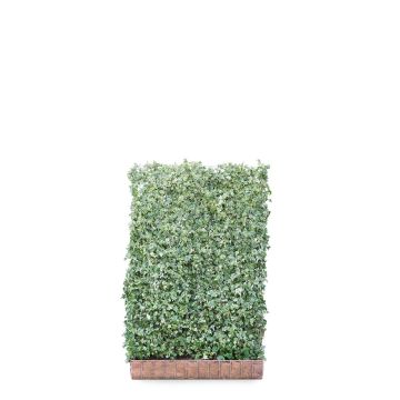Hedera Helix White Ripple 120*180cm