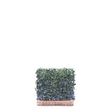 Hedera Helix Woerner 120*100cm