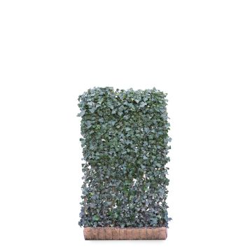 Hedera Helix Woerner 120*200cm
