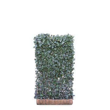 Hedera Helix Woerner 120*220cm