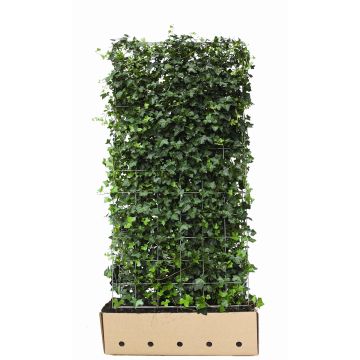 Hedera Hibernica 100*180